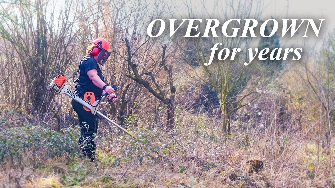 Dangerous trees, old road & wild visitors | Farm restoration in Italy