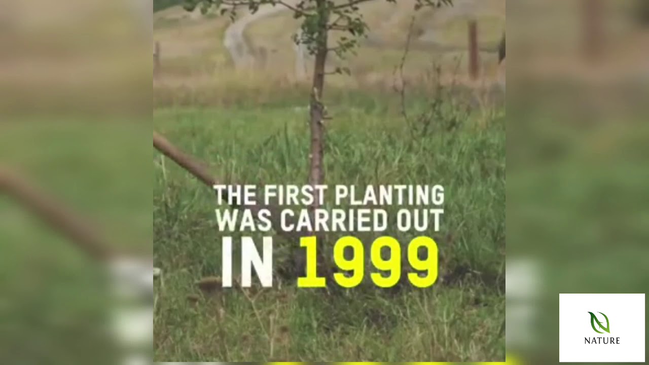 Brazil Plant's 2 million Trees