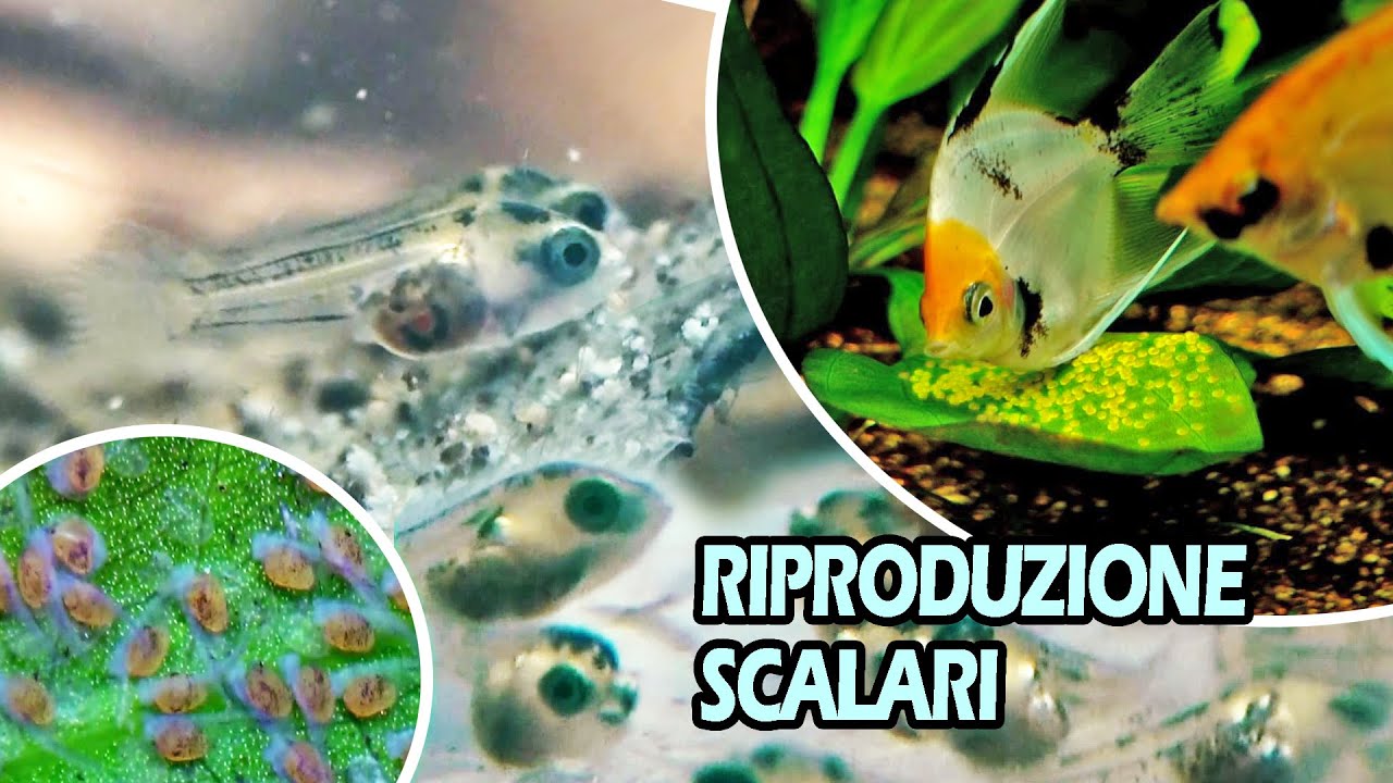 HO RIPRODOTTO gli SCALARI ! (Emozionante)