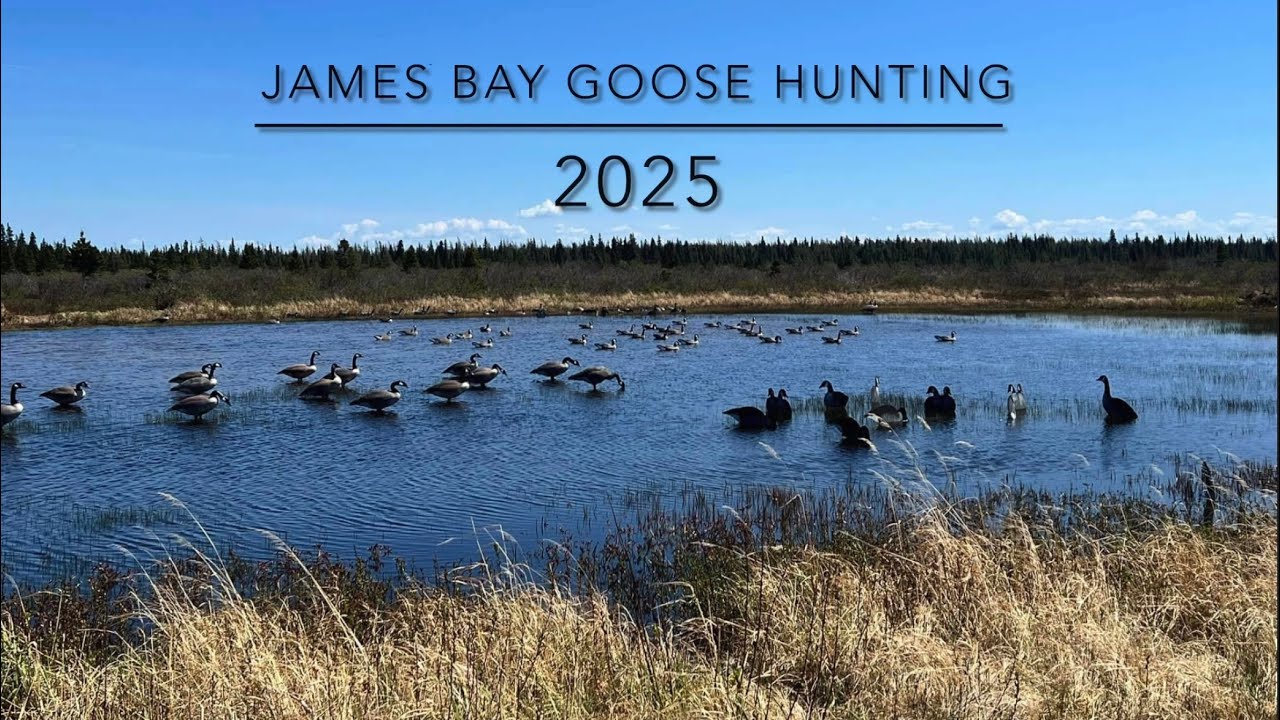 James Bay Goose Hunting 2025?!