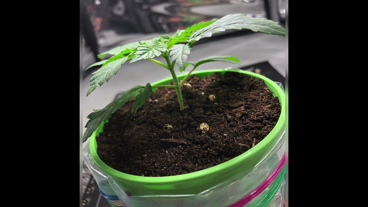 An Oldie Plants Update Video of the CBD Blueberry & CBD Shark!