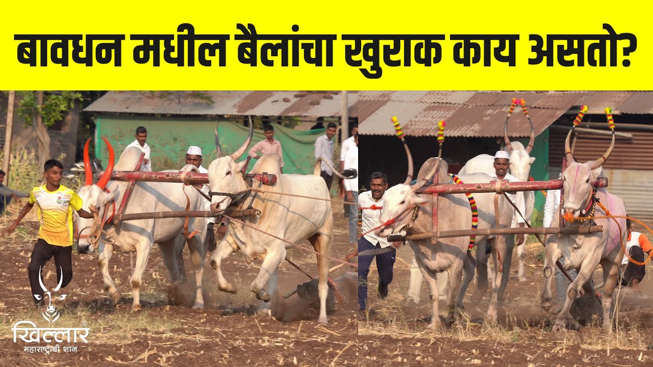 बावधन मधील बगाडाच्या बैलांचा खुराक व मेहनत काय असतो?  | Khillar Maharashtrachi Shaan 2024