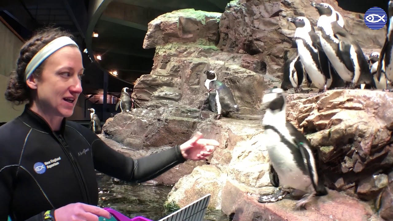 Virtual Visit: Penguin Feeding!