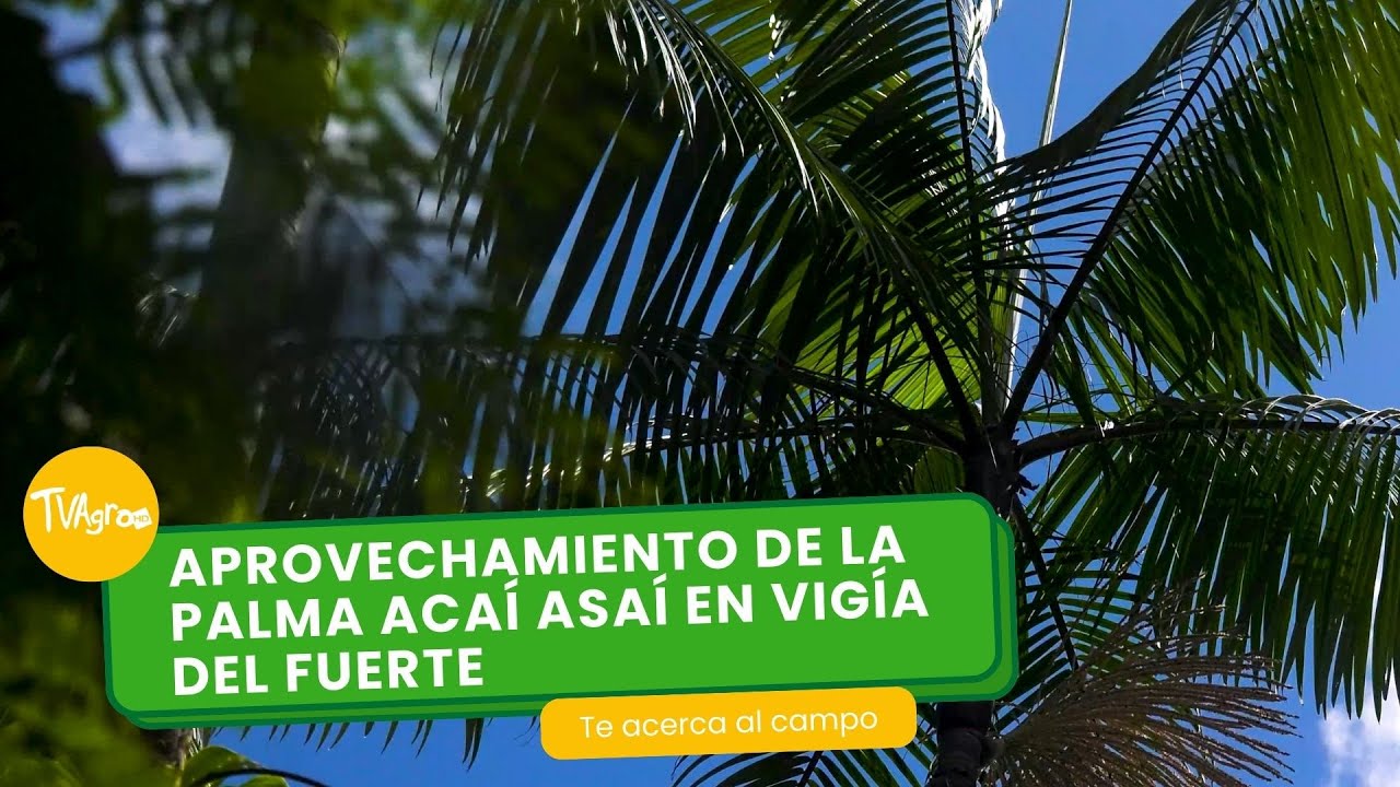 Aprovechamiento de la palma acaí asaí en Vigía del fuerte - TvAgro por Juan Gonzalo Angel Restrepo
