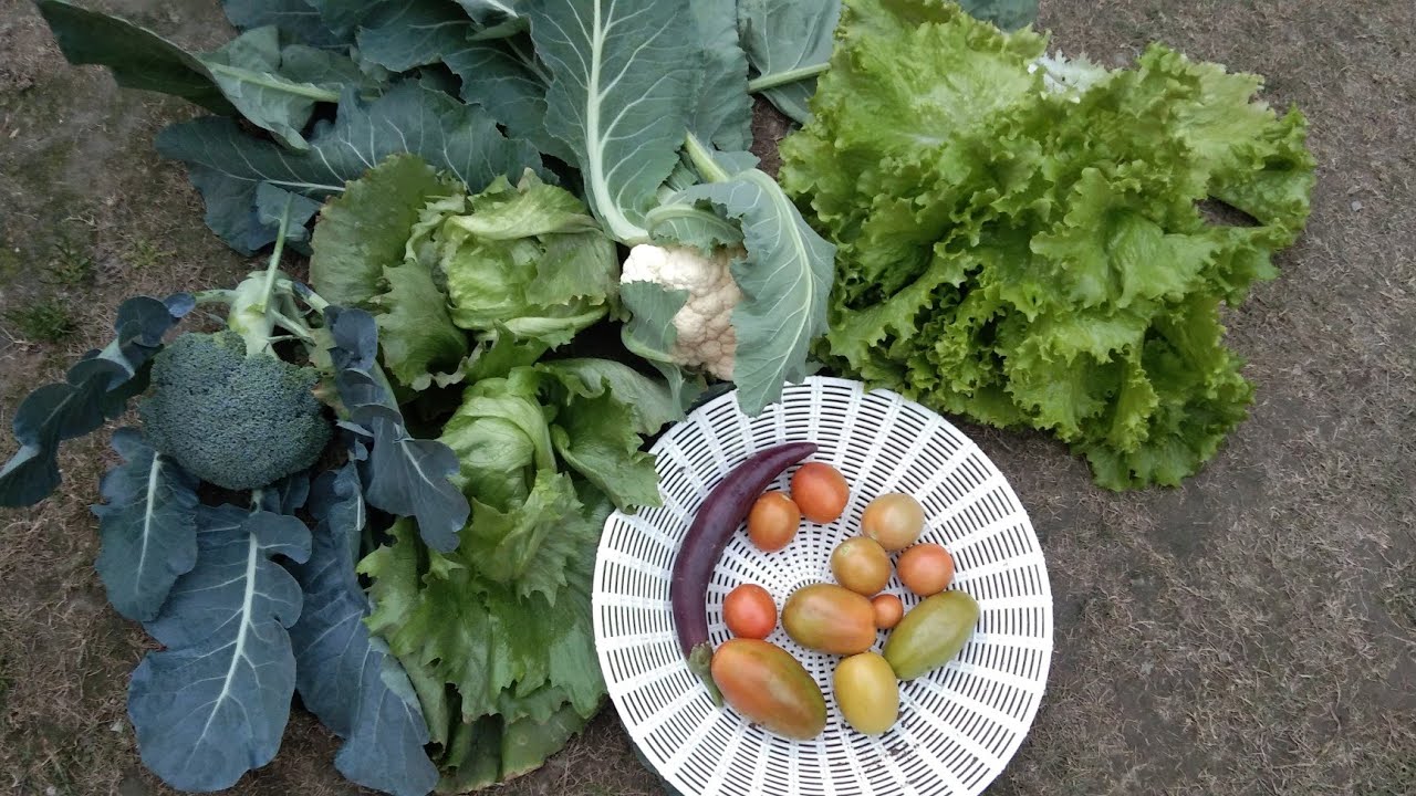 4 February 2025 organic winter vegetable gardening and harvesting 💯💪💪💪