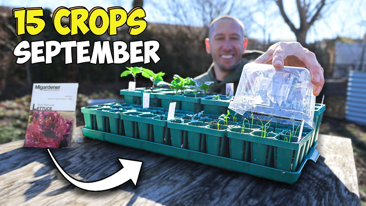 IT'S NOT TOO LATE! 15 Crops You Can STILL Plant in SEPTEMBER!