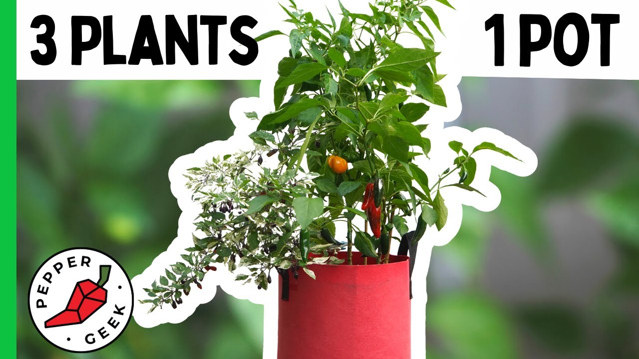 Planting Multiple Peppers in 1 Pot - Pepper Geek