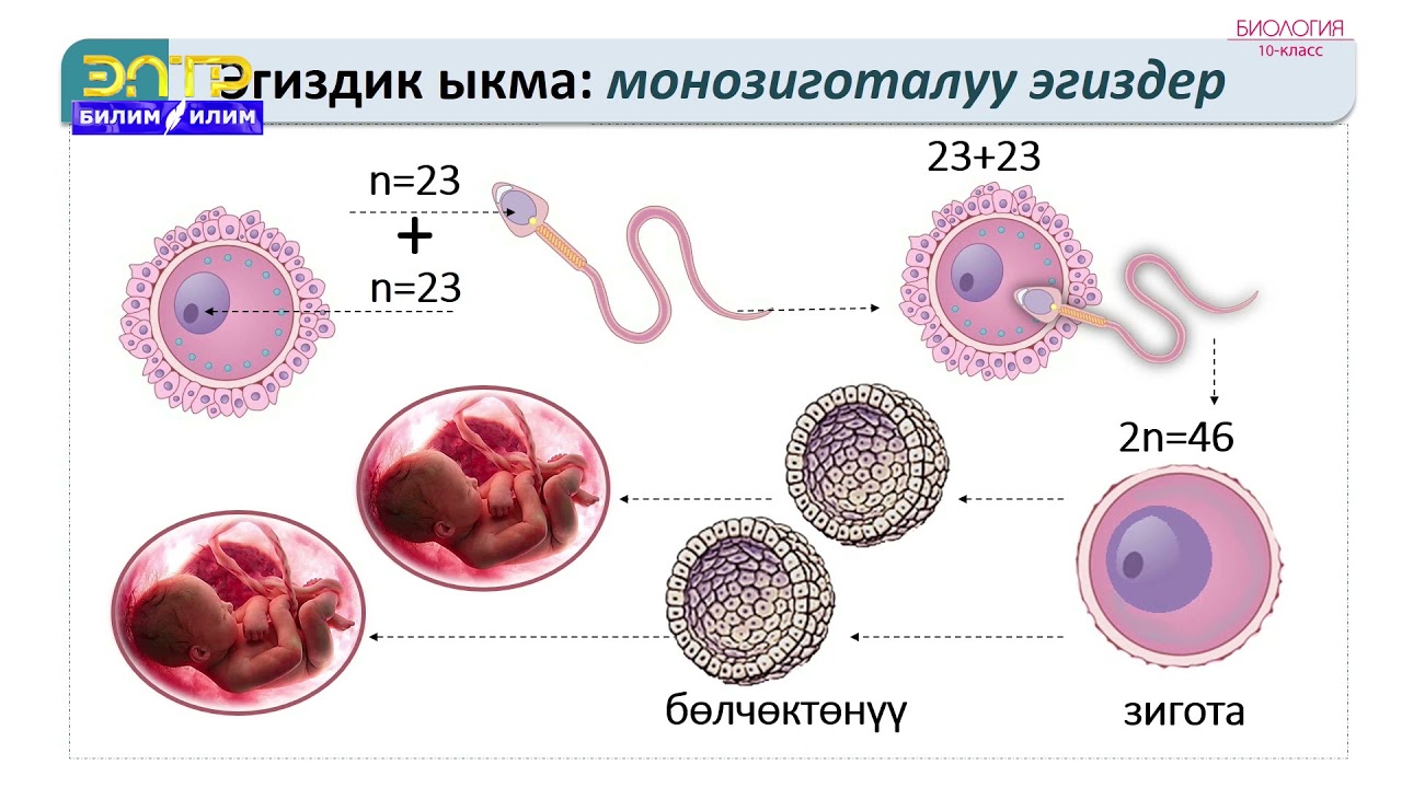 10-класс | Биология  | Адам генетикасы анын медицинада жана саламаттык сактоо үчүн мааниси