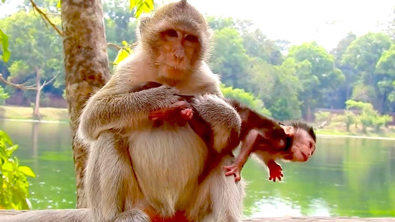 Funny Young Monkey Gently Holds Newborn Baby | Cute Monkey Family Moments