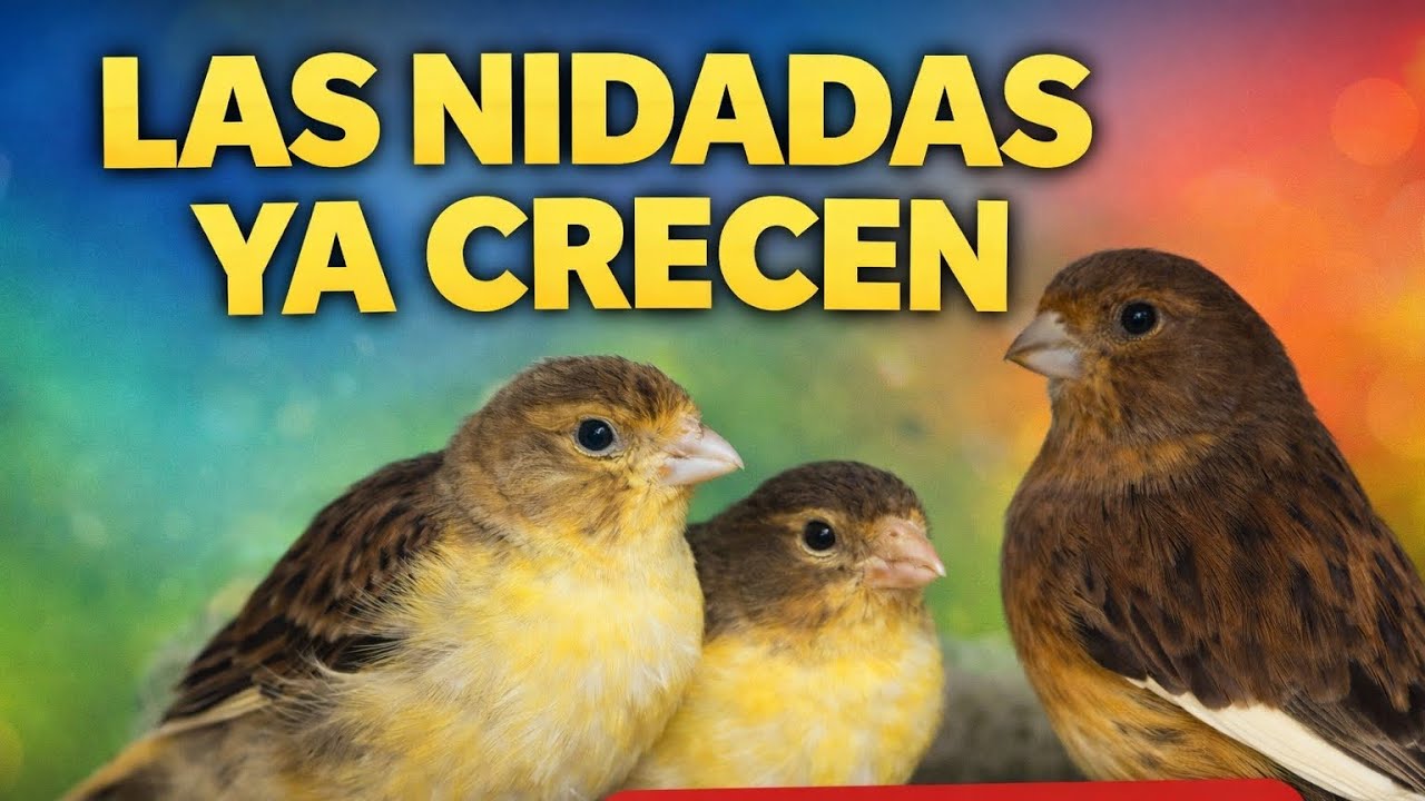 Pollos grandes y nuevas puestas 🐤 (Cría de canarios 2026)