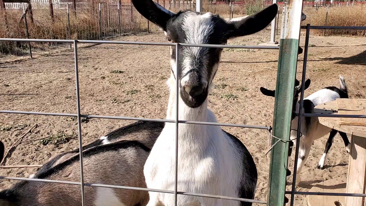 Fencing and shelter for goats