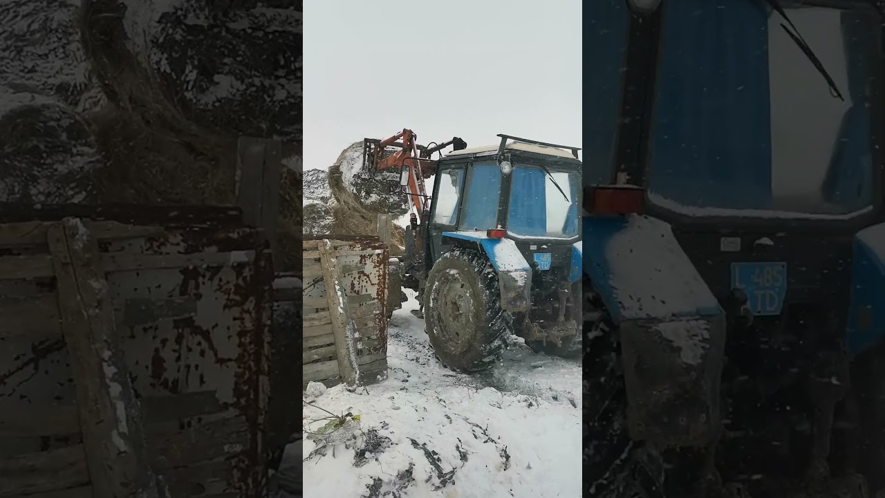 Синий трактор загружает рулоны #youtube #rec #shots #youtubeshorts#farm #thefarm#farmer#ауыл#трактор