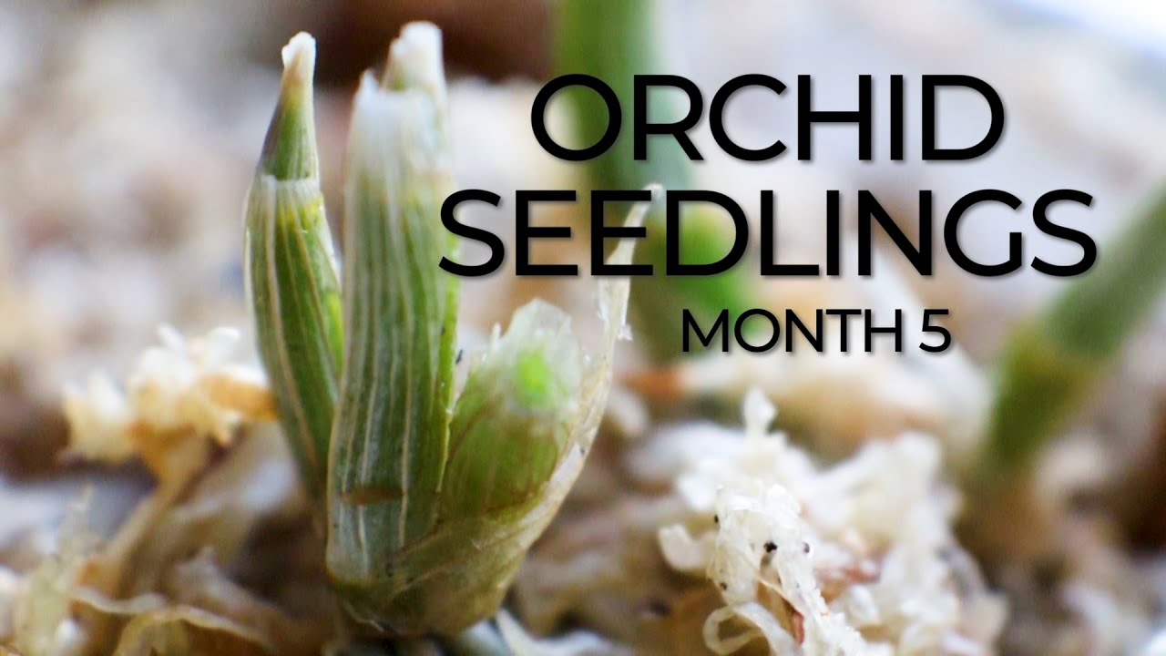 Orchid Seedlings: Month 5 Part 1 Update / Dendrobium Red Dragon Reset