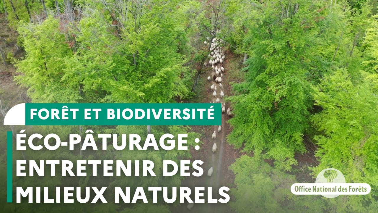 L'éco-pâturage pour entretenir des milieux naturels | Forêt de Fontainebleau (77)