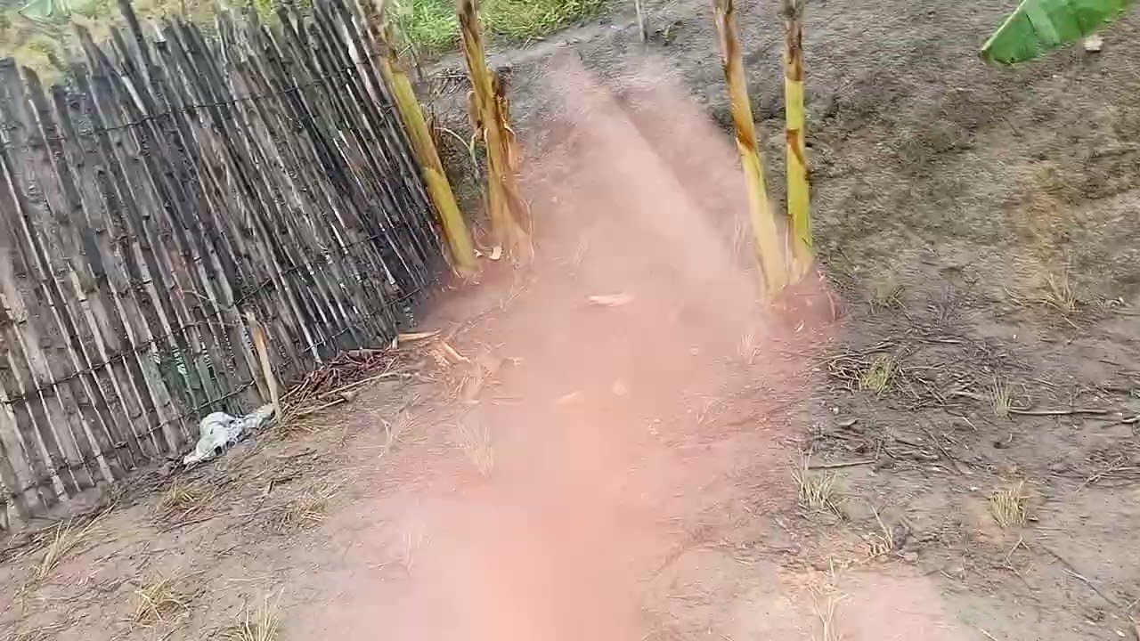 Mostrando o início dá plantação de capim.