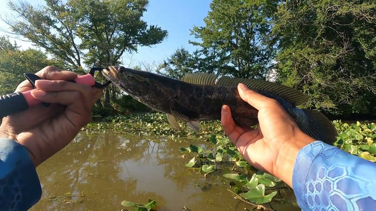 FISHING FOR  SNAKHEADS IN NEW JERSEY!