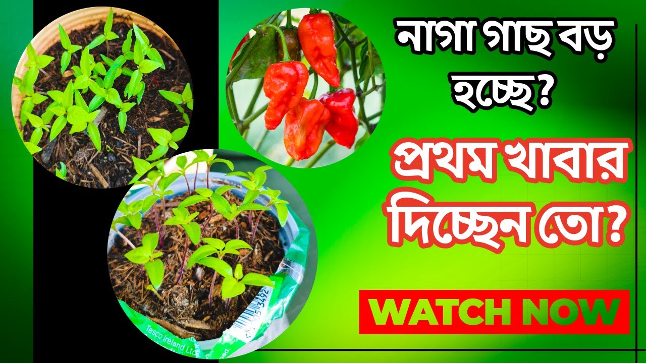 নাগা গাছের প্রথম খাবার কী? এখনই না দিলে সর্বনাশ! 😱🌶️🌶️🔥 | নাগা মরিচের প্রথম খাবার