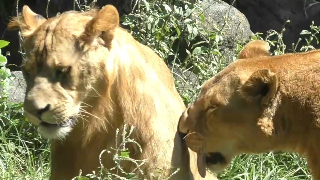 三つ子たちが大きくなってリリ花は理想的な子育てをする♪とべ動物園にて
