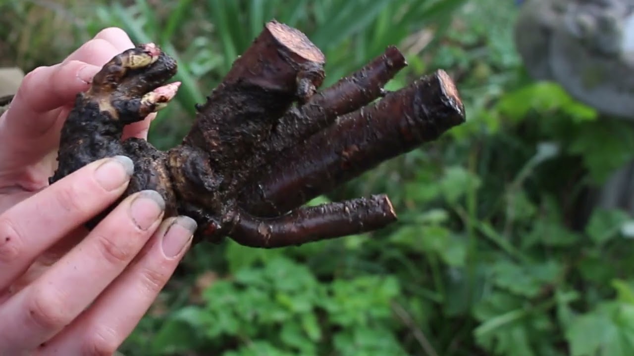 Peonies - How to plant peony bare roots - For richly filled flowers in your garden!