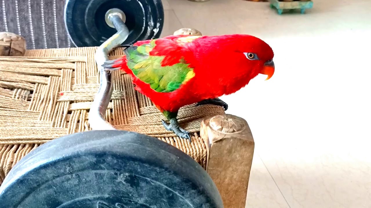🦜Im impressed with 56