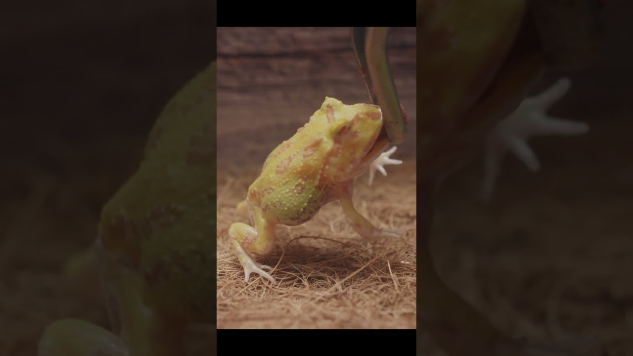 The frog brothers have learned to snatch food 