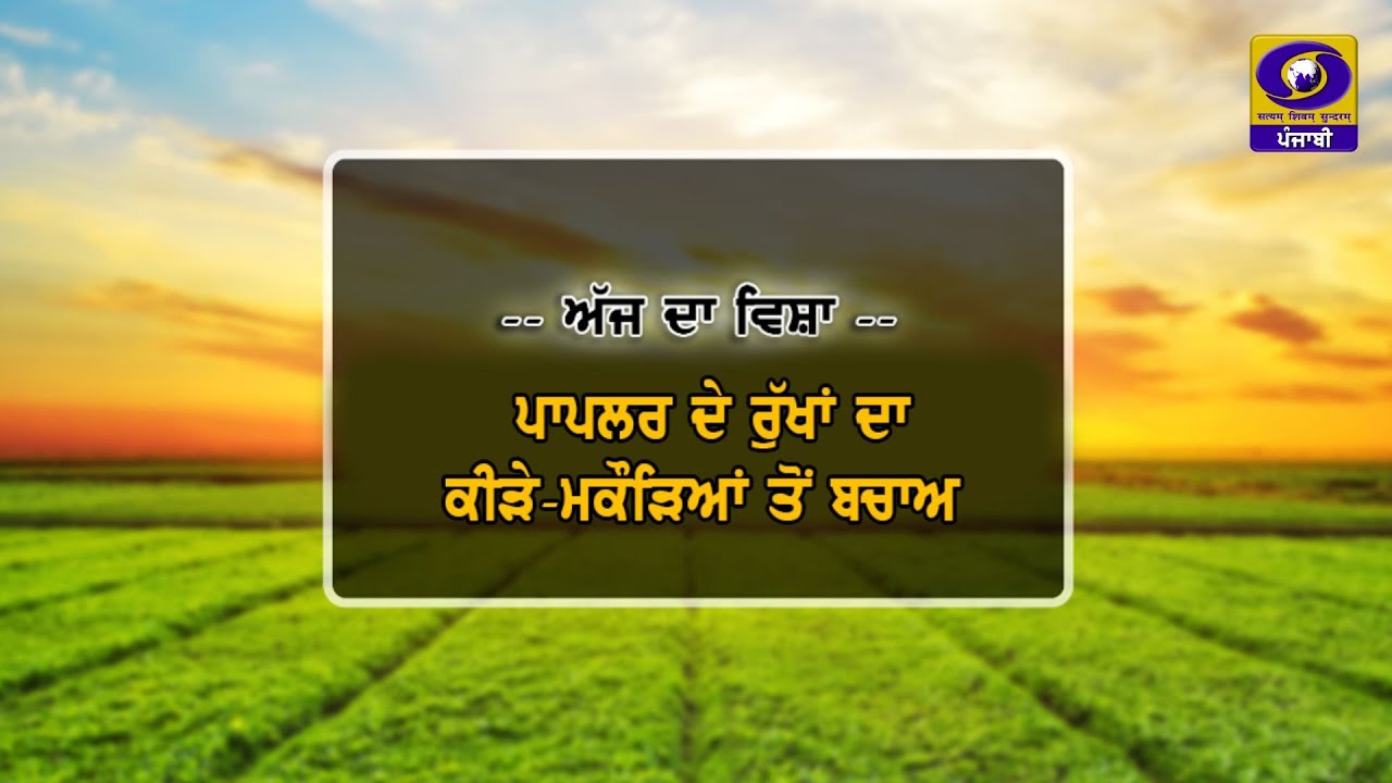 Mera Pind Mere Khet II ਪਾਪਲਰ ਦੇ ਰੁੱਖਾਂ ਦਾ ਕੀੜੇ-ਮਕੌੜਿਆਂ ਤੋਂ ਬਚਾਅ II 06 Feb 2026 II DD Punjabi II