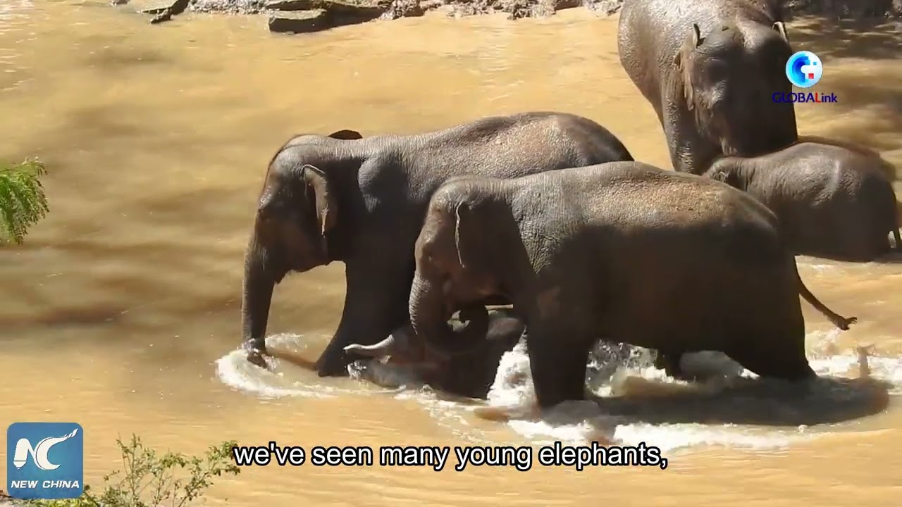 GLOBALink | Asian Elephants embrace baby boom in China amid enhanced conservation efforts