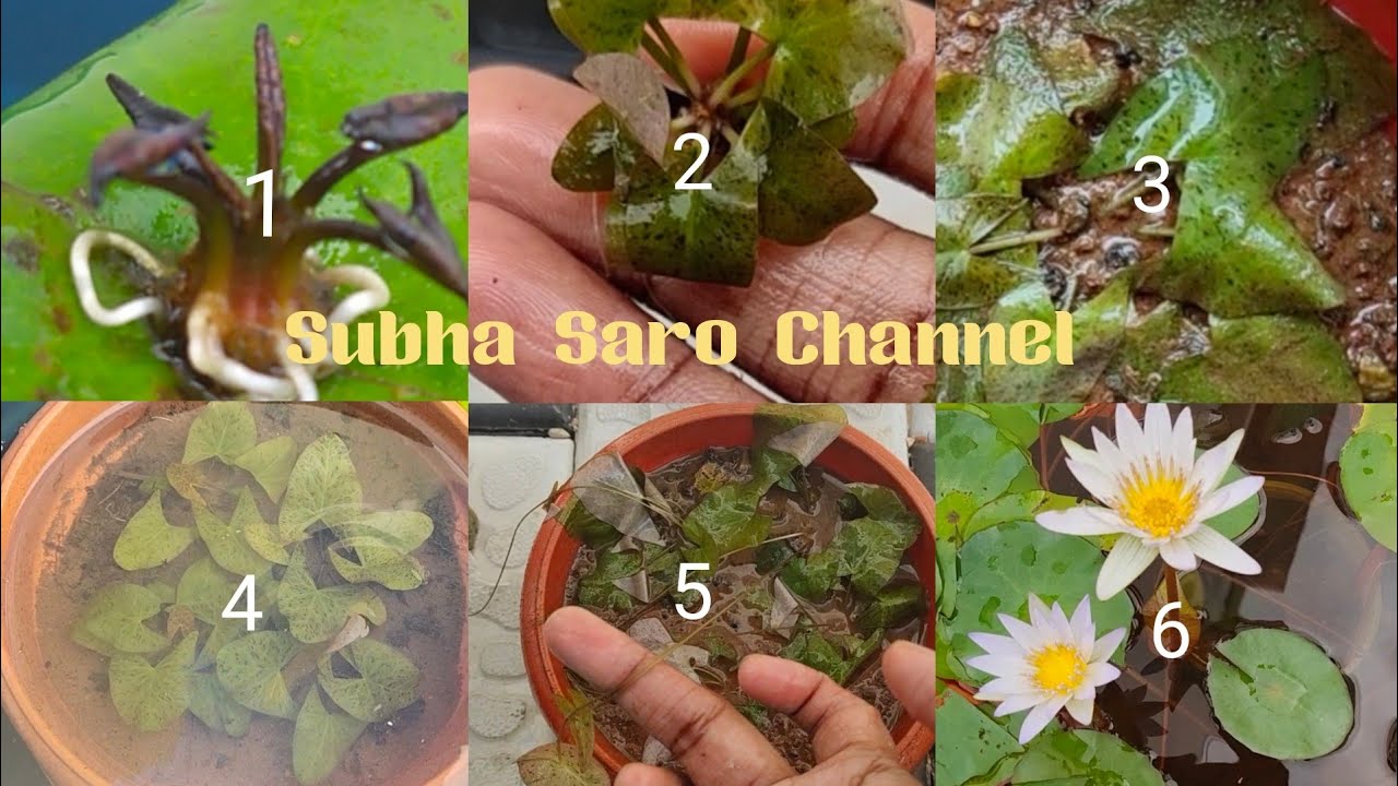 அல்லி இலை முதல் பூ வரை/ Water lily plant leaf to flower growing at home in tamil