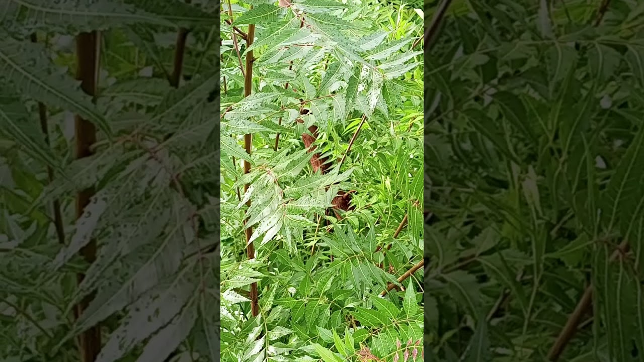 Spiritual and physical uses of Neem tree,