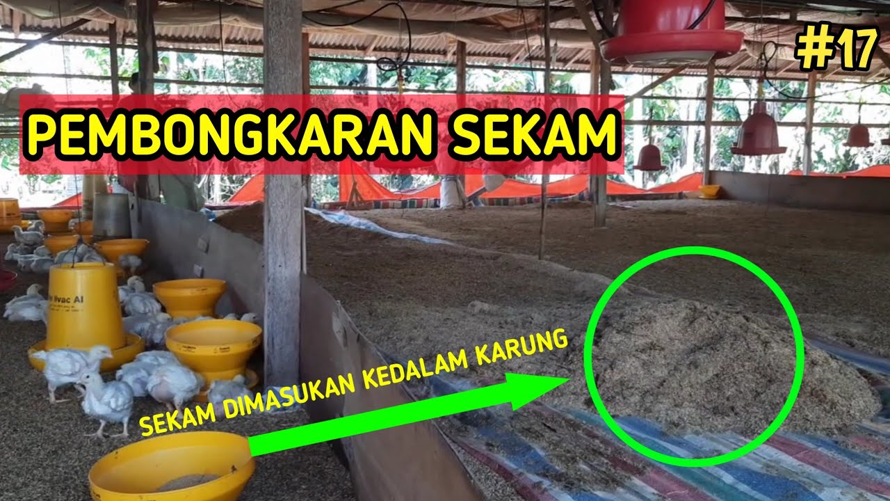 PEMBONGKARAN SEKAM (LITTER) AYAM BROILER KANDANG PANGGUNG TERBUKA || UMUR 17 HARI