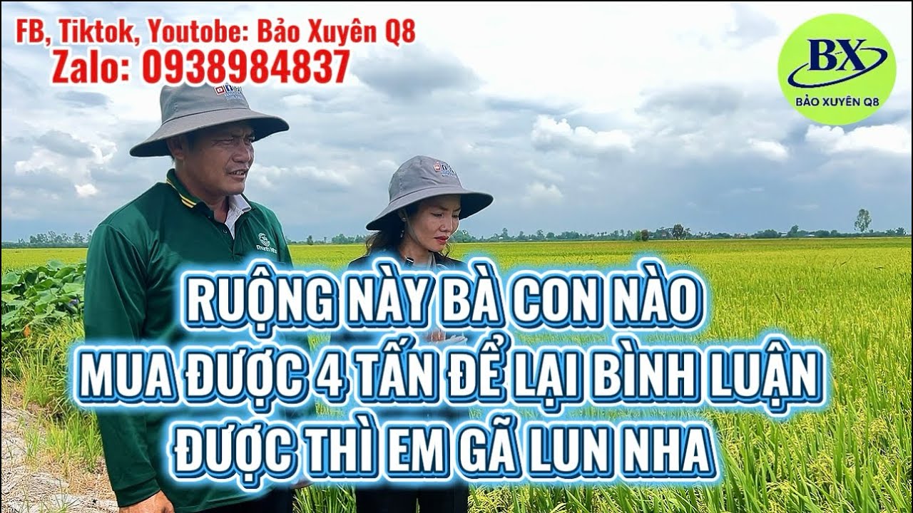 NÔNG GIA LÀM RUỘNG KINH NGHIỆM LÂU NĂM ĐOÁN NĂNG SUẤT GIÚP BẢO XUYÊN VỚI