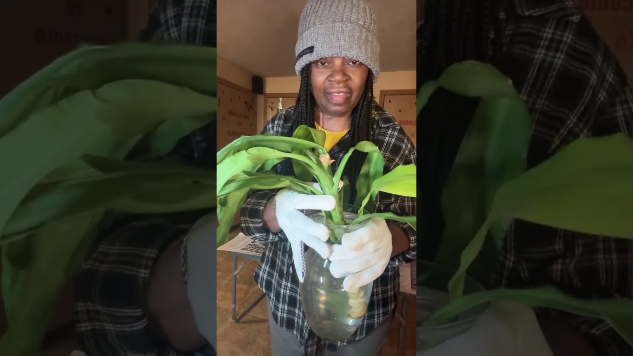 @Babesolo In The House !  Happy Wednesday Thursday I am up and about planting a flower that I grew ￼