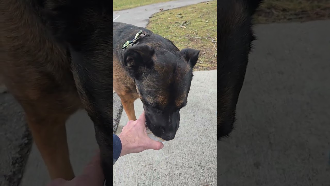Walk, Talk Along 