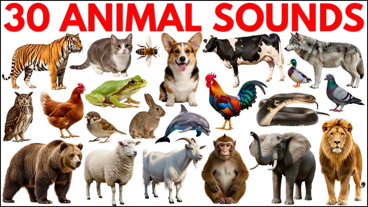 Animal sounds for Kids | Learn 30 Animal Names with real Sounds | Kids Learning video #animalsounds