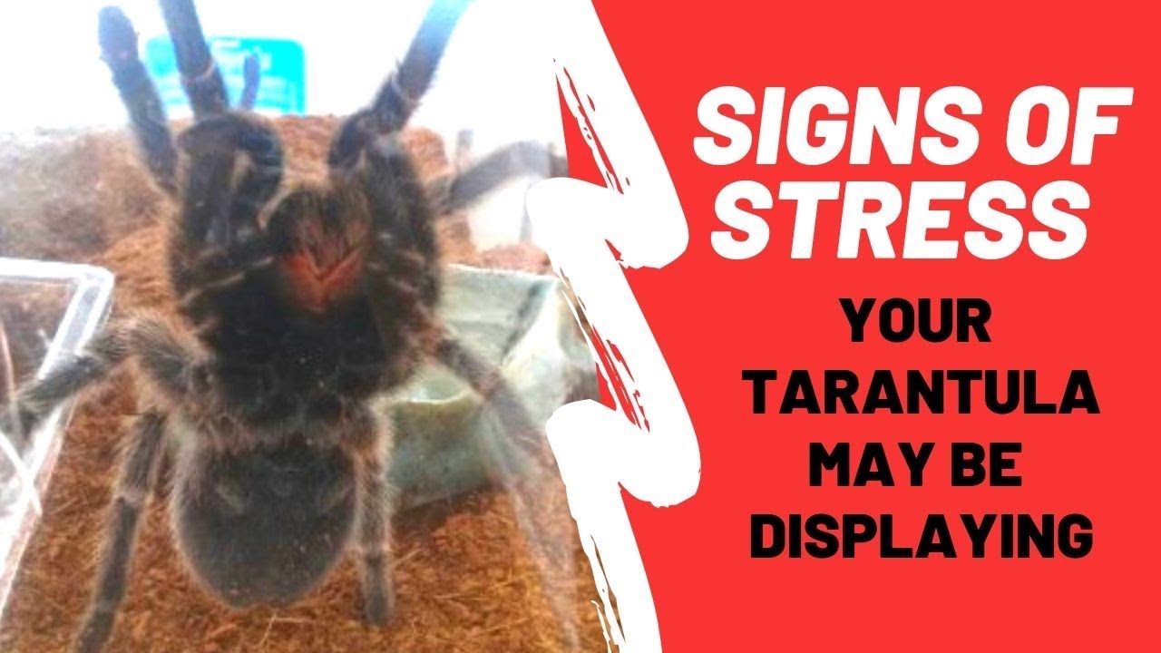 Sneaky Signs Of Stress Your Tarantula May Be Displaying