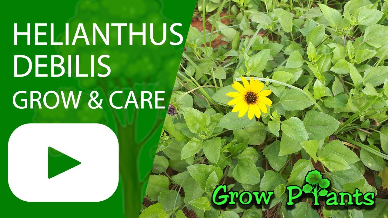 Helianthus debilis - grow & care (Cucumber leaf sunflower)
