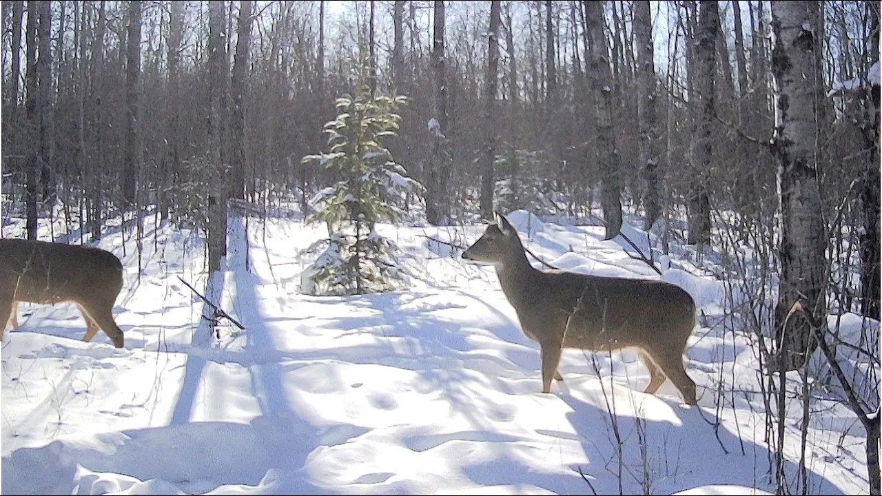 ❄️Winter Wonderland Wildlife | Manitoba Predators & Deer | January 2026 Trail Cam