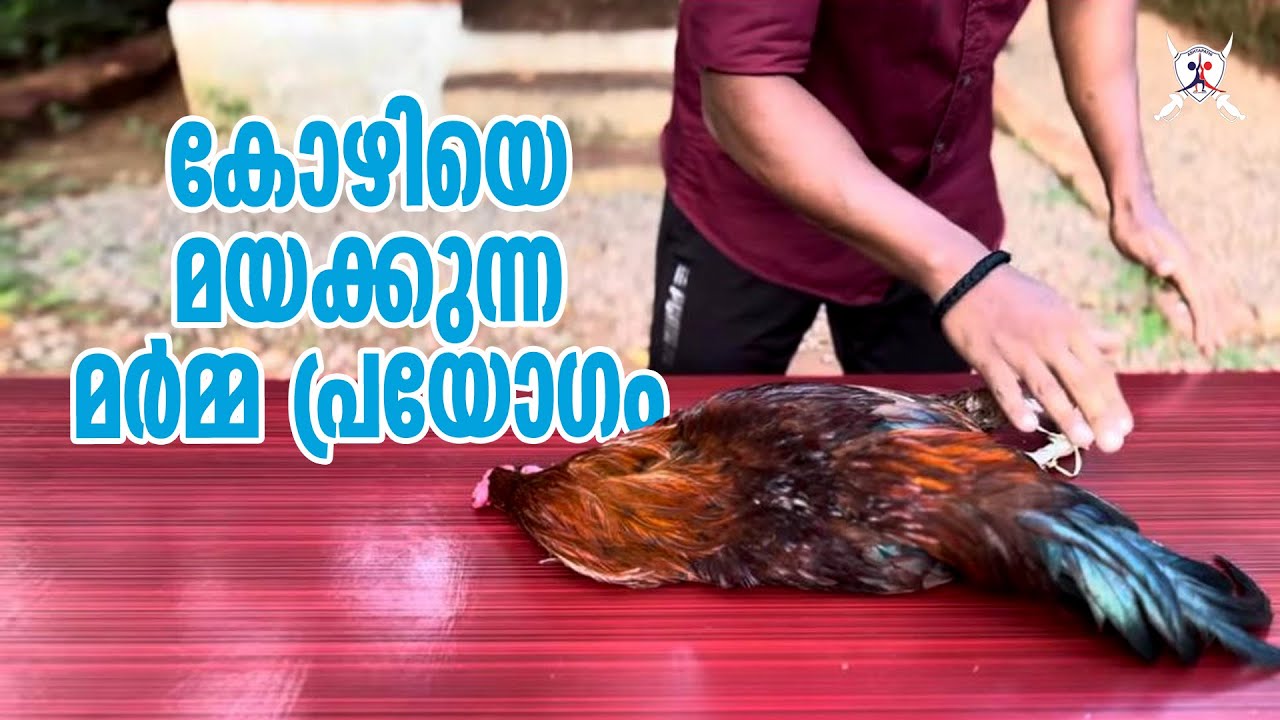 കളരി മർമ്മ പ്രയോഗത്തിലൂടെ കോഴിയെ മയക്കിയ അപൂർവ്വവീഡിയോ കണ്ടുനോക്കു   അബിൻ ഗുരുAshtapathi kalari@2023
