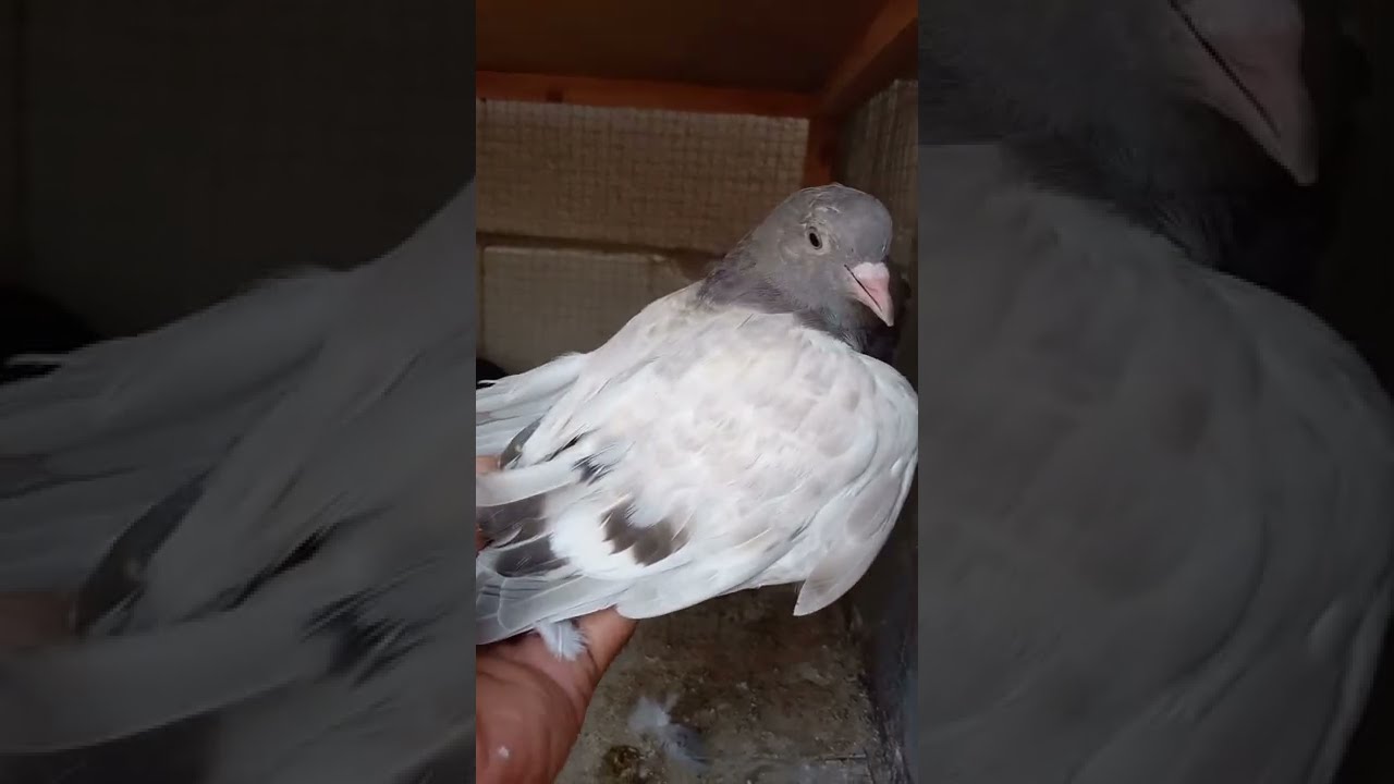 شلون نتعلم نطبك لدم لحار على لدم لبارد لحمام