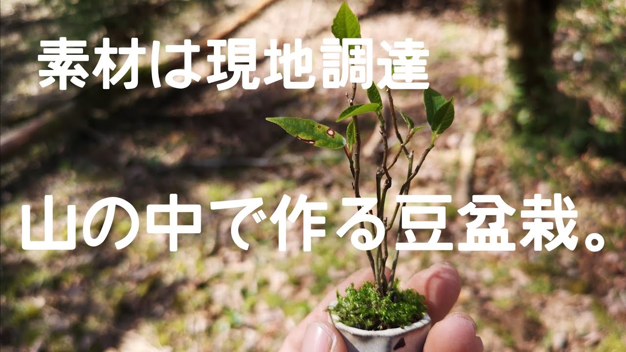 yamasibon＃52　Natural Bonsai/YAMADORI「里山遊び　自然の中で作る豆盆栽｣