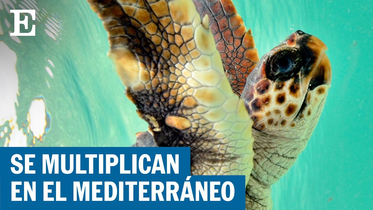 Las tortugas bobas se mudan al Mediterráneo | EL PAÍS
