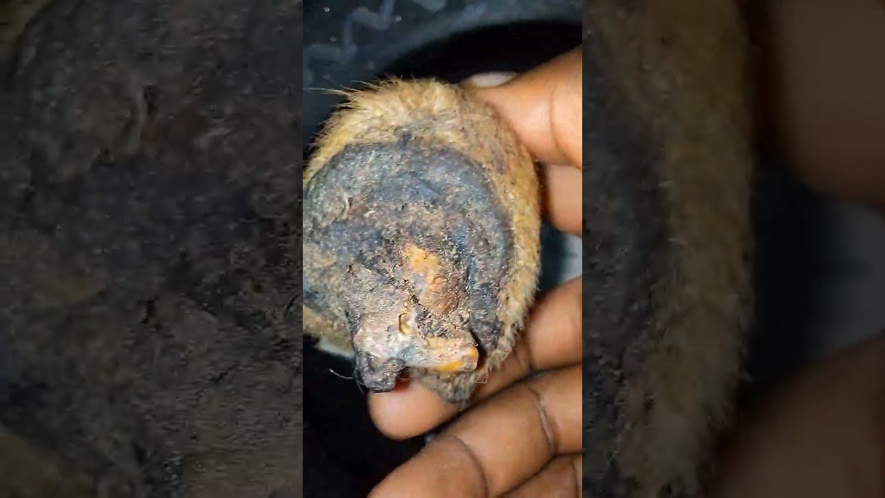 ASIRI OWO GBEWA TODAJU TESTED AND CONFIRM,👉👉08029316029