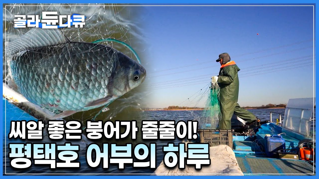 이렇게 큰 붕어, 잉어가 잡힌다고? 수질 좋아진 평택호는 지금 황금 어장!!│평택호 붕어 어부│고향민국│#골라듄다큐