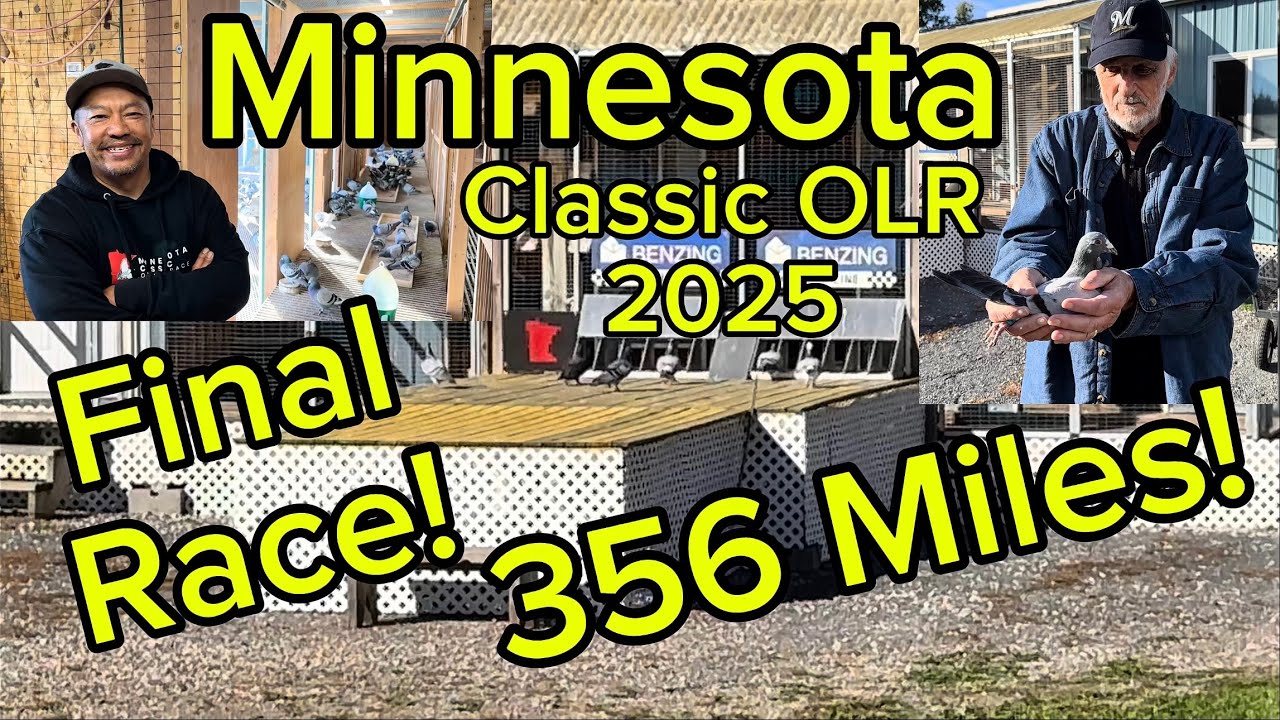 Финальная гонка на 356 миль Minnesota Classic OLR 2025 #oneloftrace #pigeon #pigeonracing #fypシ