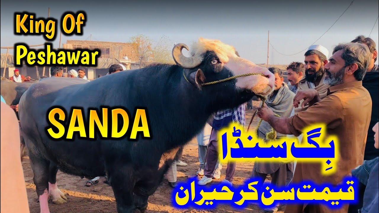 Big Sanda of Peshawar 🔥 | Nasirpur Kala Mandi Peshawar 19 November 2024