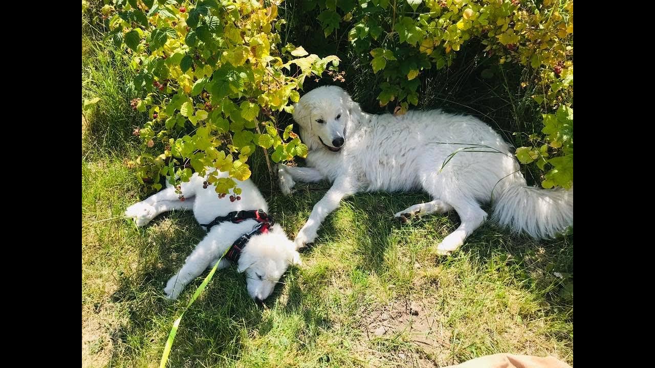 Meet Our Homesteads Maremma Sheepdog Live Stock Guardian Dogs