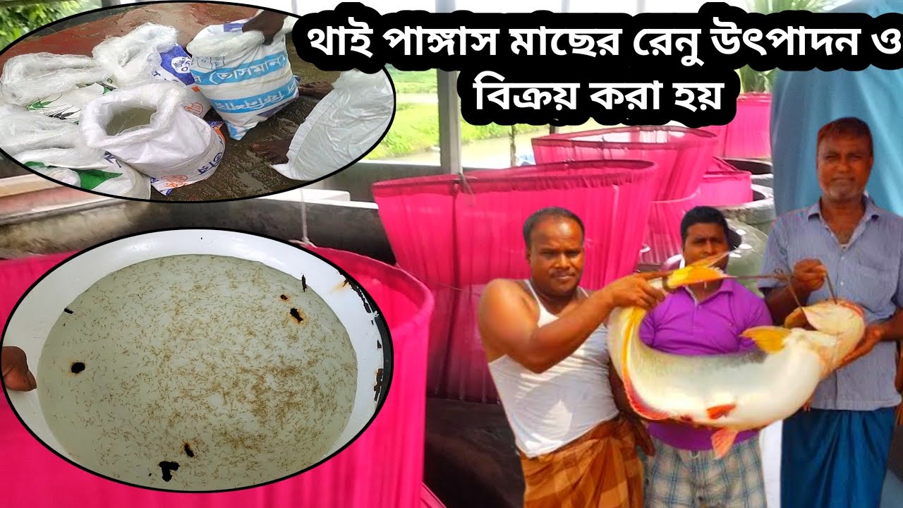 থাই পাঙ্গাস মাছের রেনু উৎপাদন ও পুকুরে চাষ পদ্ধতি|| অর্ডার করুন 01717692416 পাঙ্গাস মাছের রেনু