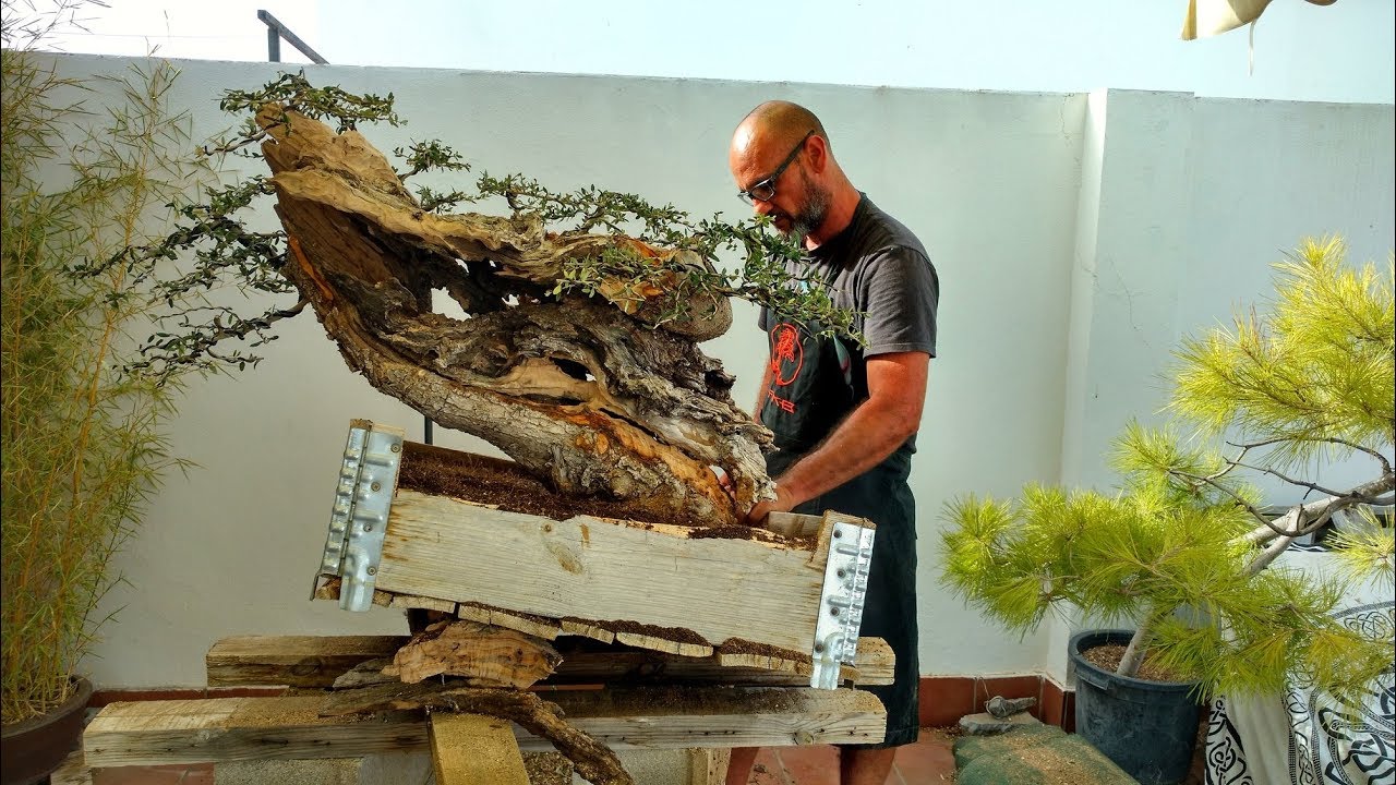 Yamadori de olivo trabajado por Antonio Jesús Ponce