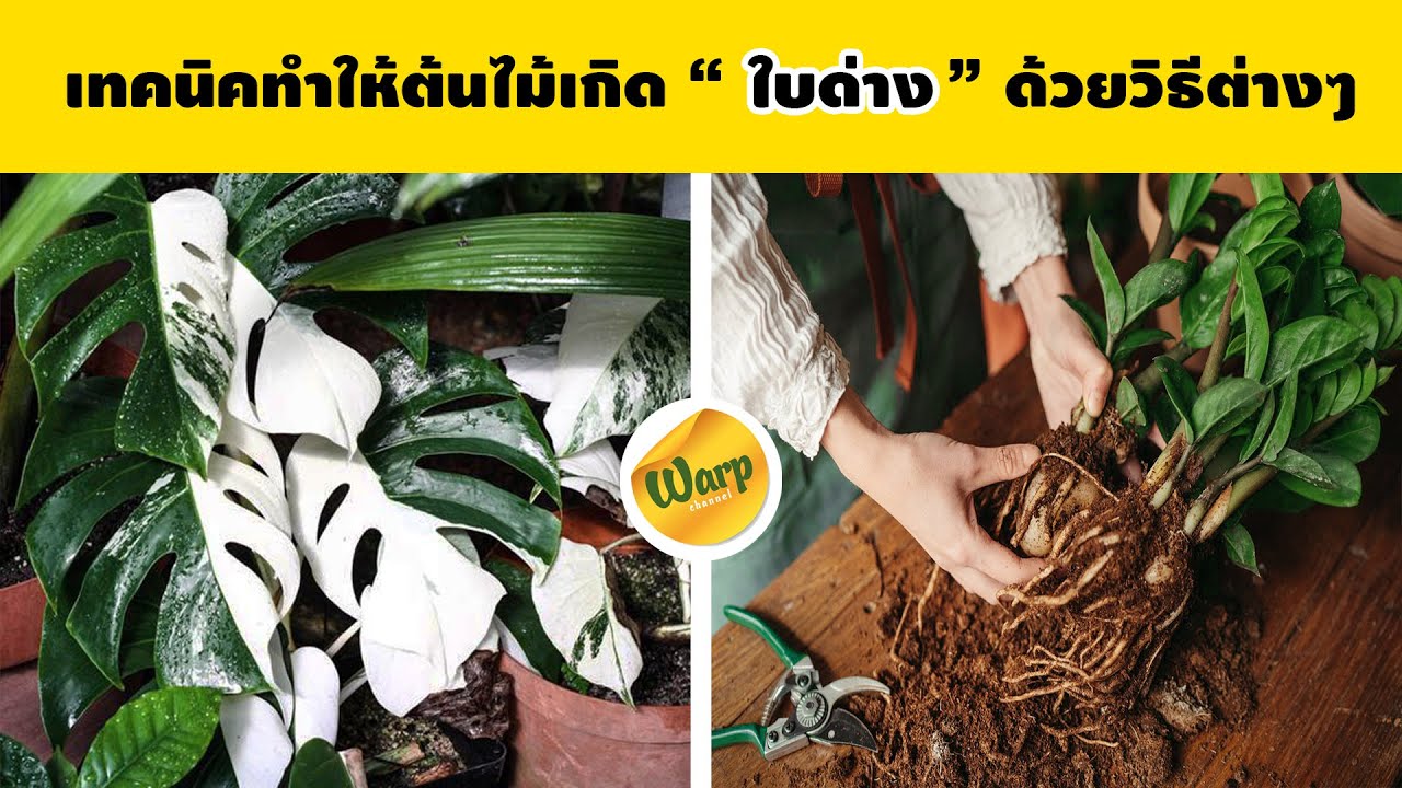 วิธีการทำไม้ด่าง  เเละเทคนิคการทำไม้ด่าง…ที่ไม่ได้เกิดเองตามธรรมชาติ(ทำอย่างไรถึงจะเกิดต้นไม้ใบด่าง)