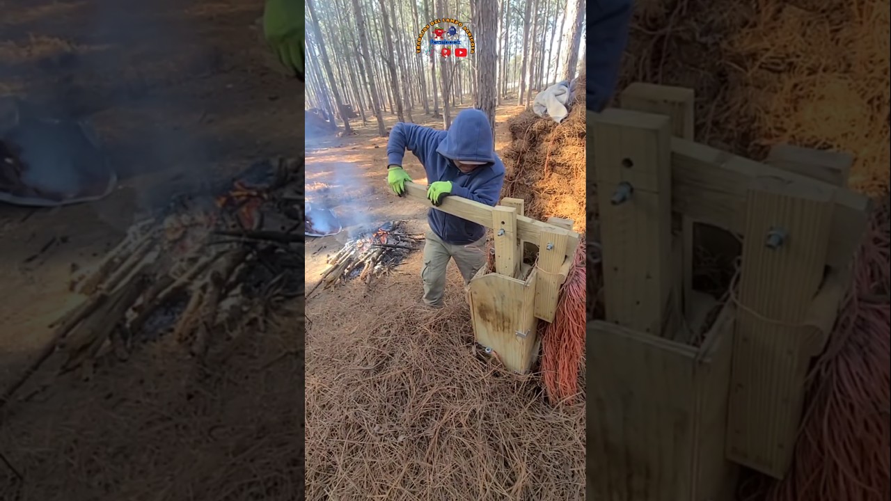Haciendo  pacas de. pino 🌲🌲@trabajosdelcampoagricola #corridos #viralvideo #agricultura
